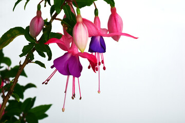 fuchsia flowers purple and pink, petals and leaves