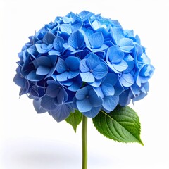 Close Up of a Blue Hydrangea Blossom with Green Stem on White Background