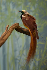Obraz premium Raggiana bird of paradise Paradisaea raggiana sitting on wood in garden