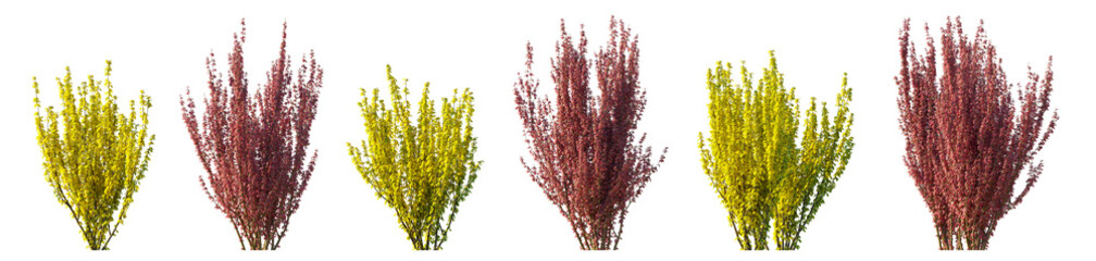 Berberis Sunjoy Gold Pillar collection: red and yellow shrub isolated PNG on a transparent background premium nature cutout 