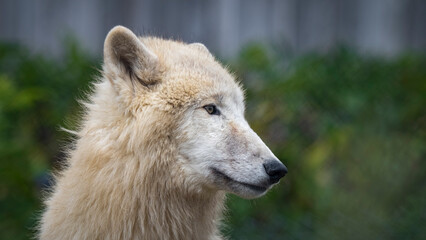 Obraz premium White Wolf Standing in a Field