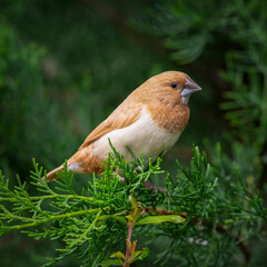 Bengalese Finch Perched on a Branch