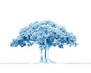 Banyan tree with thick trunk and dense foliage isolated on a transparent background