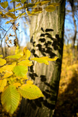 Shadows of autumn leaves on tree in forest.