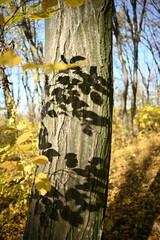 Shadows of autumn leaves on tree in forest.