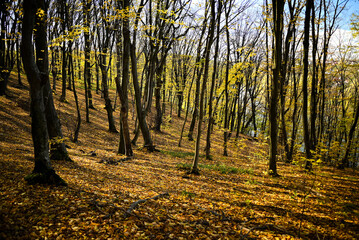 Hornbeam forest. Autumn landscape. 