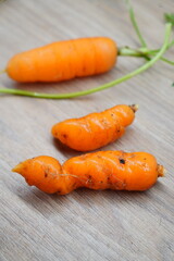 From Soil to Table An Intimate Portrait of Uniquely Shaped Carrots, Celebrating the Natural Diversity 