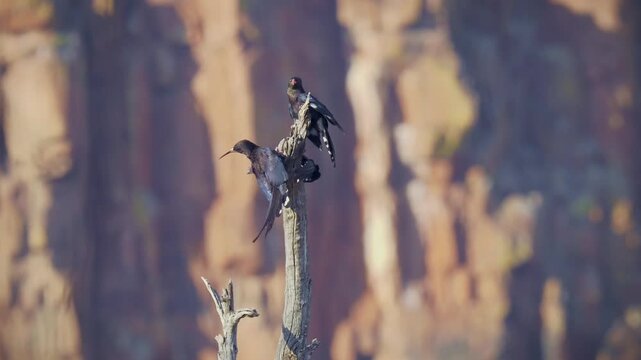 Family group of noisy singing Violet wood hoopoe, Phoeniculus damarensis bird in Phoeniculidae, in Angola, Kenya, Namibia and Tanzania, red beak and green throat, coppery and violet mantle feathers.