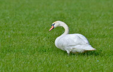 Cygne tuberculé,Cygnus olor, Mute Swan