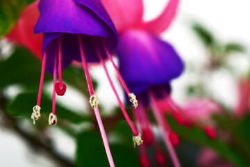 fuchsia flowers purple and pink, petals and leaves