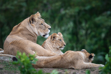 Lioness With Her Young Cubs