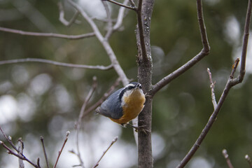 A Red-breasted Nuthatch in a Tree