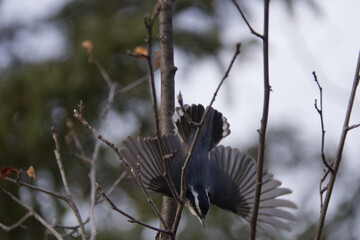A Red-breasted Nuthatch diving from a Branch