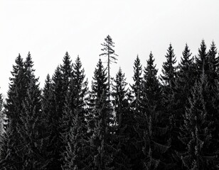 Obraz premium Coniferous forest on a white background