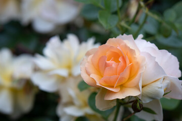 Single apricot rose on tall stem in summer garden