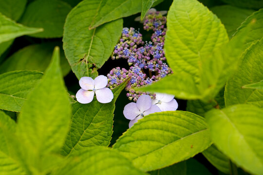 Purple hydrangea blooms with green leaves in summer garden