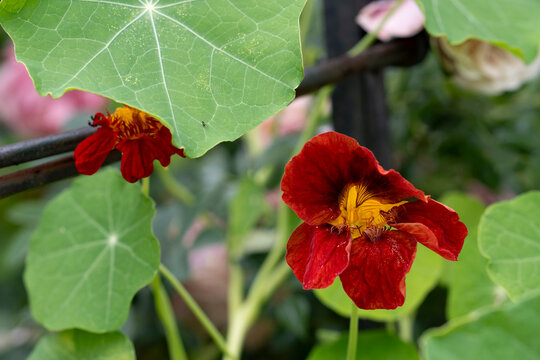 Orange nasturtium flower with round green leaves
