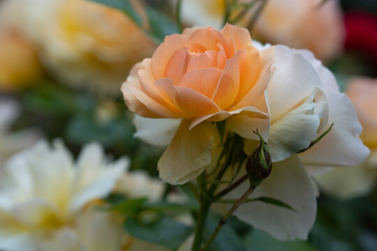 Apricot rose with opening buds on leafy stem