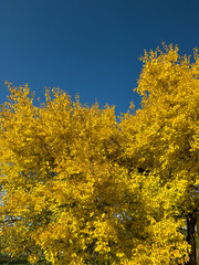 Vibrant Golden Yellow Autumn Canopy Clear Blue Sky