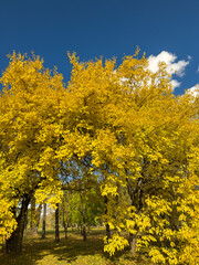 Vibrant Golden Autumn Trees Alley Clear Blue Sky