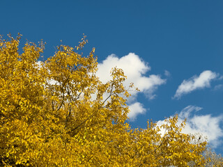 Bright Golden Autumn Leaves Clear Blue Sky Clouds
