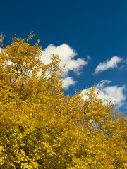 Vivid Golden Autumn Canopy Blue Sky Clouds