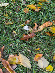 Autumn Fallen Leaves Green Grass Ground Texture