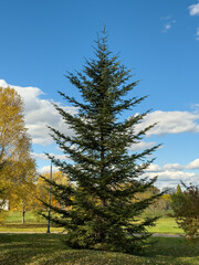 Tall Conifer Pine Tree Blue Sky Autumn Park