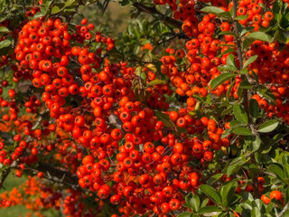 Close Up Vibrant Orange Red Berries Green Foliage