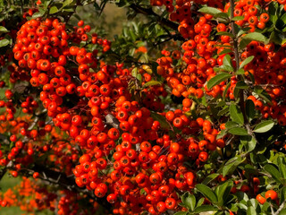Close Up Vibrant Red Orange Berries Green Leaves