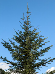 Top Of Tall Conifer Tree Clear Blue Sky
