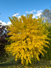 Vibrant Yellow Autumn Tree Bright Blue Sky