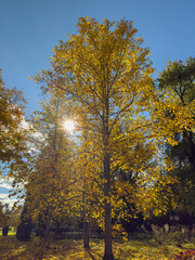 Bright Sun Flare Golden Autumn Tree Canopy