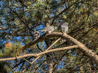 Three Pigeons Perched Pine Tree Branch Blue Sky
