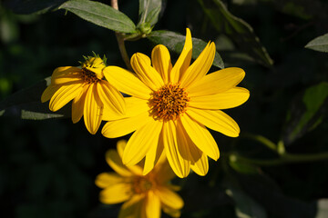 yellow flower