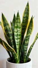 aloe vera plant