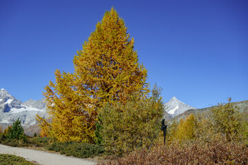 Herbstzeit im Kanton Wallis in der Schweiz