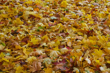 An autumn landscape strewn with yellow fallen maple leaves.