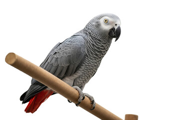 Parrot with transparent PNG background