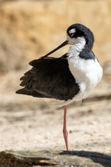 Black-necked Stilt (Himantopus mexicanus) in North American Wetlands