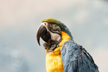 Blue and Yellow Macaw (Ara ararauna) in Amazon Rainforest