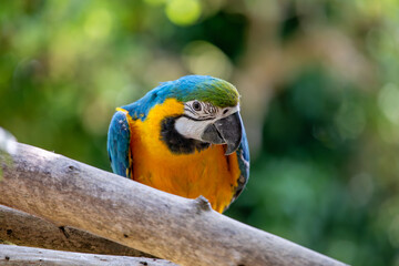 Blue and Yellow Macaw (Ara ararauna) in Amazon Rainforest
