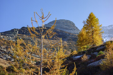 Herbstzeit im Kanton Wallis in der Schweiz