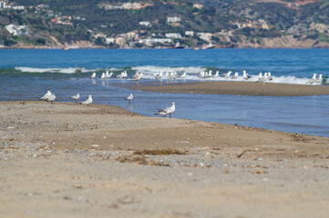 Seagulls Resting on Sandy Beach Near the Shoreline