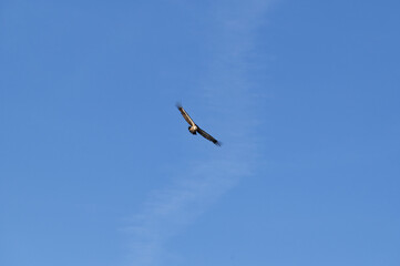 Griffon vulture soaring in clear blue sky over Crete