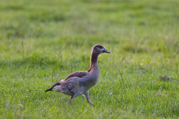 young Egyptian goose with clover in its beak, Egyptian goose in juvenile plumage on the meadow in the evening sun, Egyptian goose chick with clover leaf surrounded by green grass, Alopochen aegyptiaca