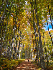 A hiker walking along a sunlit forest path lined with tall beech trees dressed in golden autumn colors in the Bükk Mountains, Hungary.