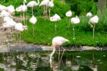 flamingo in the zoo