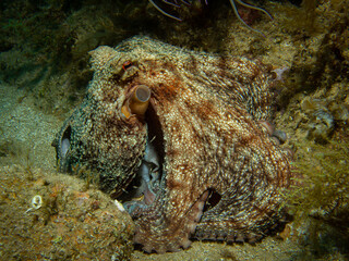 Octopus Vulgaris Common Octopus in Mediterranean Sea - Camouflaged Cephalopod on Rocky Reef in Costa Brava Spain Underwater