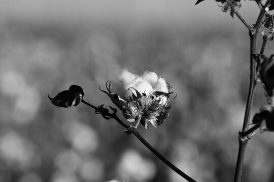 Cotton boll closeup shows crop in black and white closeup from farm field.